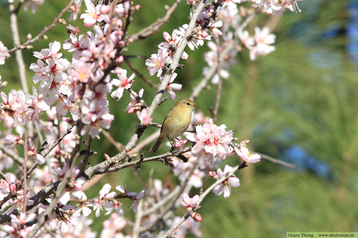 Kanariegransångare, Phylloscopus canariensis 